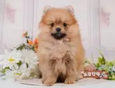 ポメラニアン【神奈川県・女の子・2025年3月6日・オレンジ】の写真7「🐶複数頭見学🐶大歓迎🎉一度の見学で他のワンちゃんたちも見れます💕」