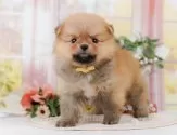 ポメラニアン【神奈川県・女の子・2025年3月24日・オレンジ】の写真8「🌟全頭総額表示🌟接種済ワクチン代・マイクロチップ代・健康診断料込」
