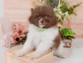 ポメチワ(チワワ×ポメラニアン)【神奈川県・男の子・2025年7月11日・チョコレート&ホワイト】の写真7「🌟全頭総額表示🌟接種済ワクチン代・マイクロチップ代・健康診断料込」
