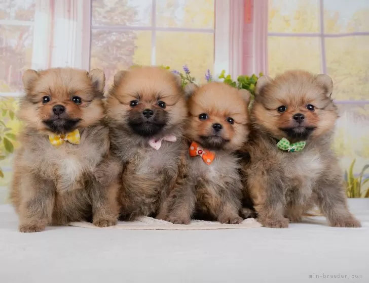 ポメラニアン【神奈川県・男の子・2025年10月15日・オレンジセーブル