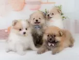 ポメラニアン【神奈川県・男の子・2025年4月10日・オレンジセーブル】の写真8「きょうだいちゃんたちです💕運命の子と出会えますように…🌟」