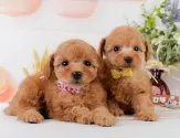 トイプードル(トイ)【神奈川県・女の子・2025年4月15日・アプリコット】の写真8「きょうだいちゃんたちです💕運命の子と出会えますように…🌟」