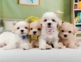 マルマルプー(マルチーズ×マルプー)【神奈川県・女の子・2025年8月22日・ホワイト&クリーム】の写真8「きょうだいちゃんたちです💕運命の子と出会えますように…🌟」