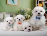 マルチーズ【神奈川県・男の子・2025年8月9日・ホワイト】の写真8「きょうだいちゃんたちです💕運命の子と出会えますように…🌟」