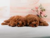 ティーカッププードル【神奈川県・女の子・2025年5月2日・レッド】の写真8「きょうだいちゃんたちです💕運命の子と出会えますように…🌟」