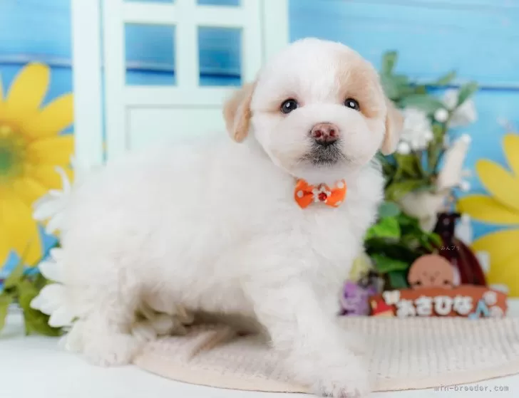 トイプー Reel by トイプードルブリーダー直送センター (@oceans