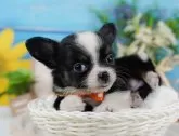 チワワ(ロング)【神奈川県・男の子・2024年10月13日・ブラックタンホワイト】の写真8「東京・神奈川県内で掲載数No.1👑まずは当犬舎にお越しください🎶」