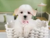 マルマルプー(マルチーズ×マルプー)【神奈川県・女の子・2025年8月22日・ホワイト&クリーム】の写真9「東京・神奈川県内で掲載数No.1👑まずは当犬舎にお越しください🎶」