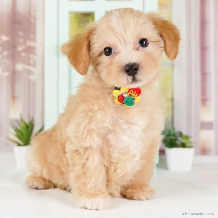 ID：2306-04696の子犬