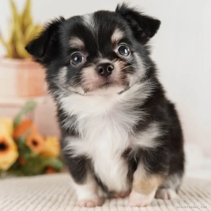 ID:2307-00955の子犬