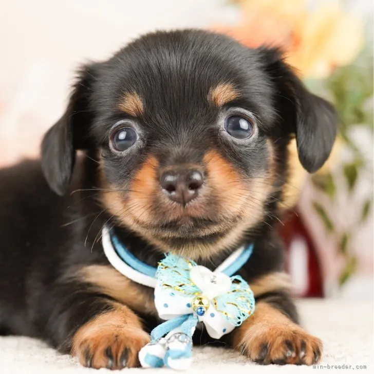 ID:2308-00653の子犬