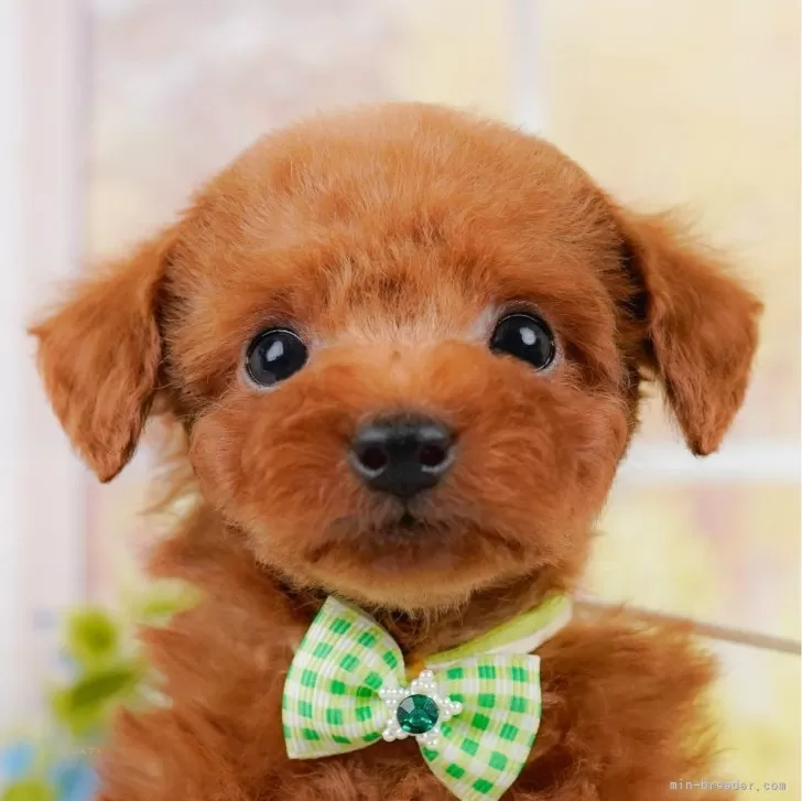 ID：2409-04806の子犬