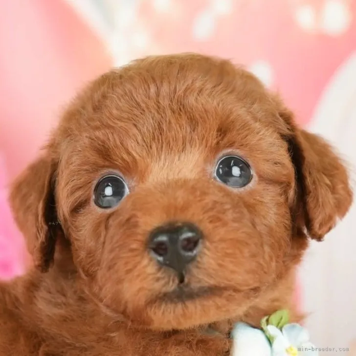 ID:2311-06881の子犬