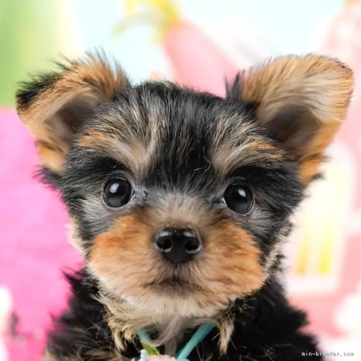 ID:2401-00446の子犬