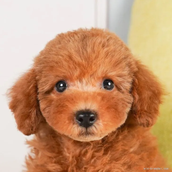 ID:2305-00732の子犬