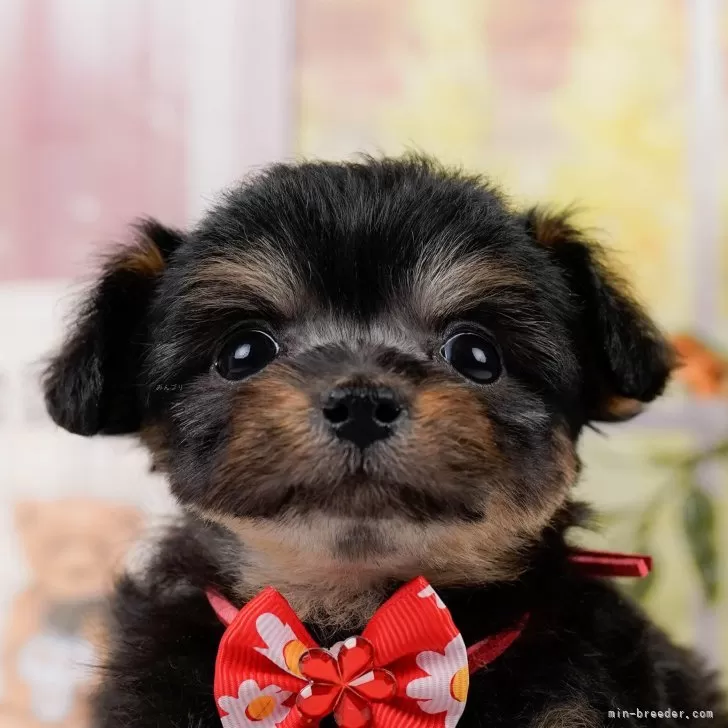 ID:2403-04957の子犬