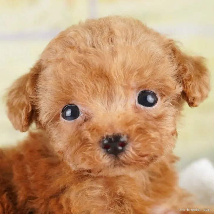 ID:2308-05157の子犬