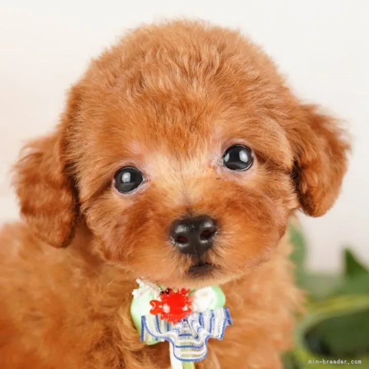 ID:2309-01478の子犬