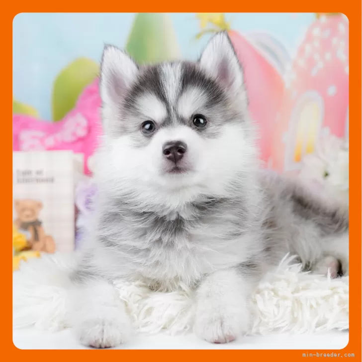 ID:2402-00073の子犬
