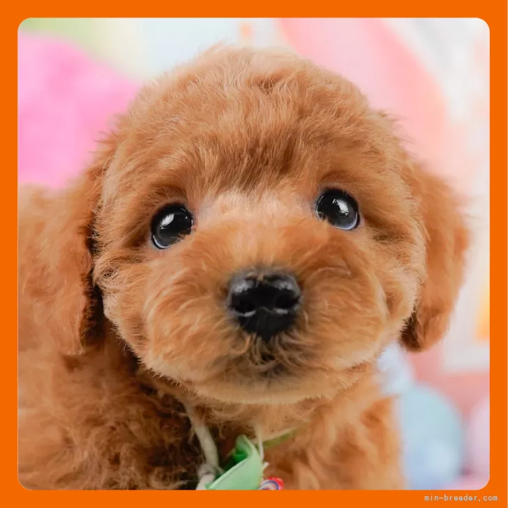 ID:2401-05448の子犬