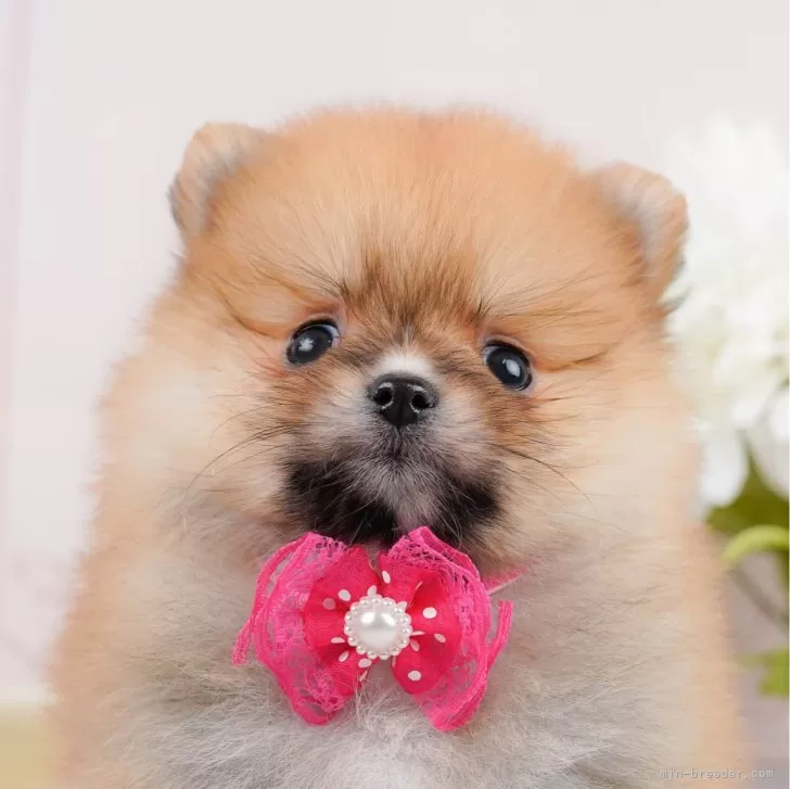 ID:2402-01492の子犬
