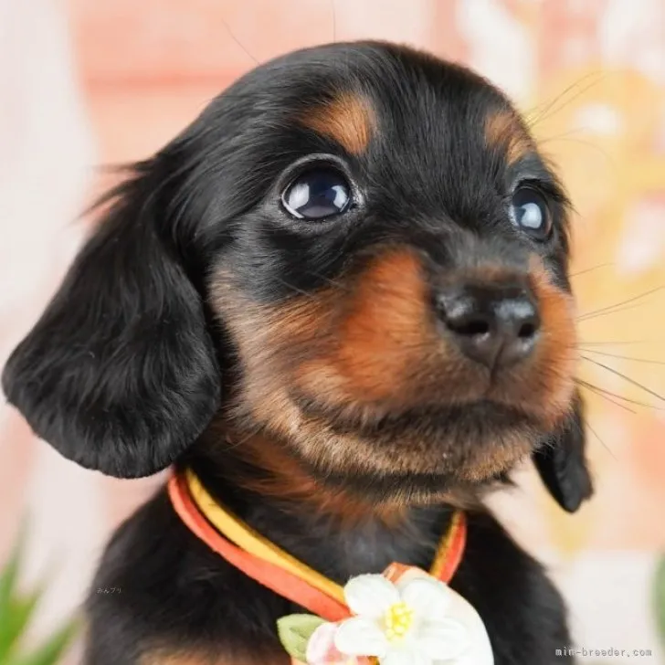 ID:2308-06620の子犬