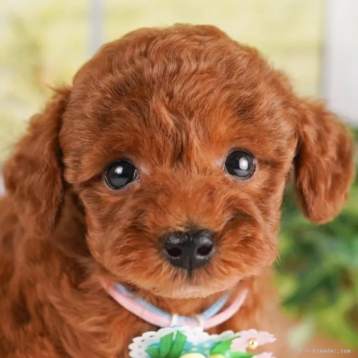 ID:2306-01456の子犬