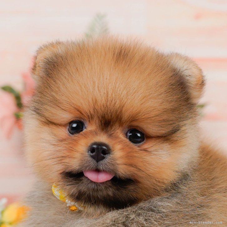 オーダー受付　ポメラニアン　ご予約ページ　7/21 ポメラニアン【神奈川県・女の子・2024年5月4日・オレンジセーブル