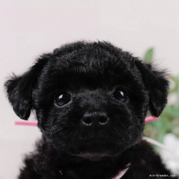 ID:2406-04701の子犬