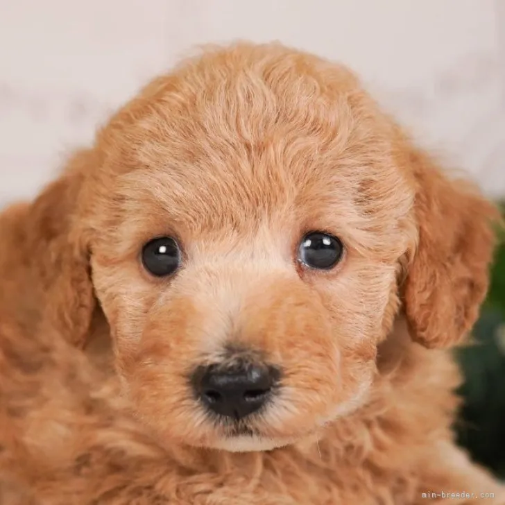 ID:2306-00145の子犬