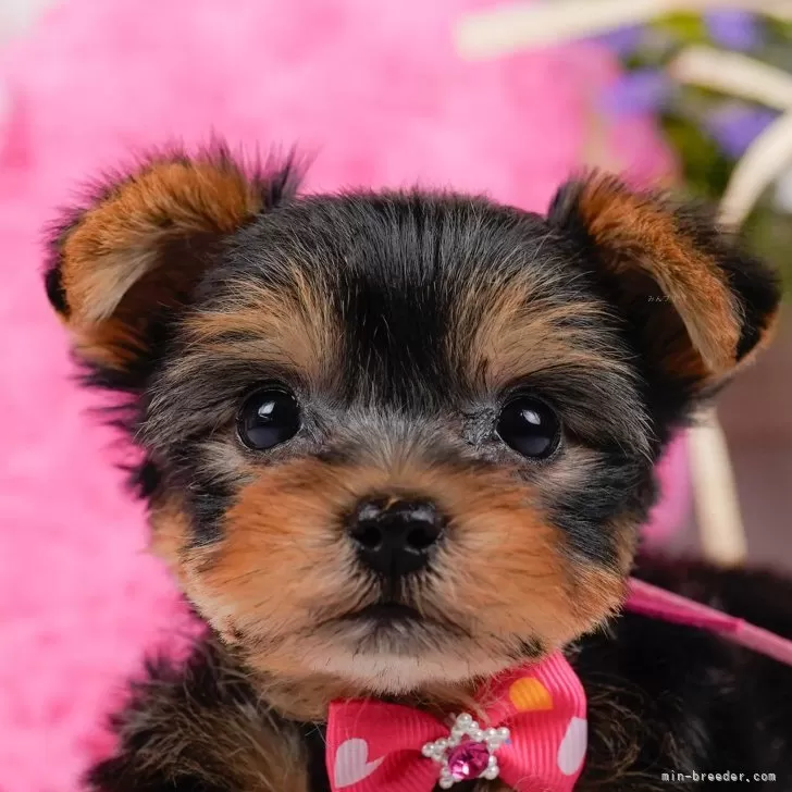 ID:2405-06881の子犬