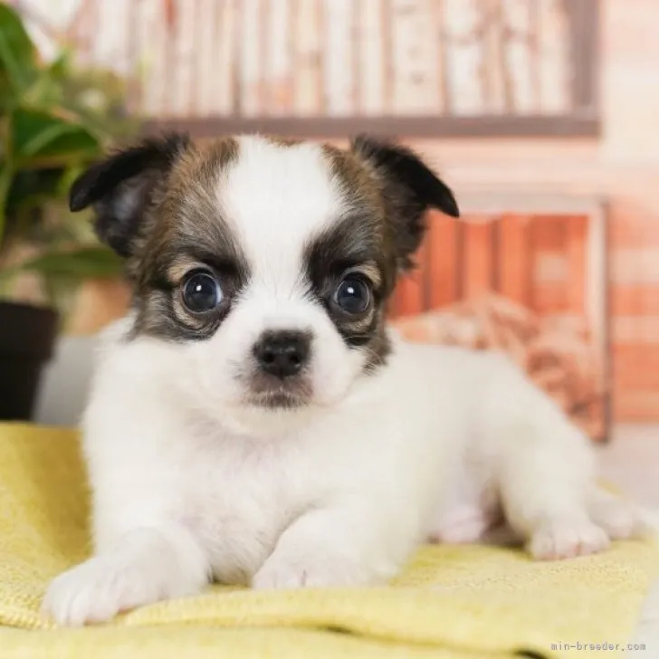 ID:2305-04488の子犬