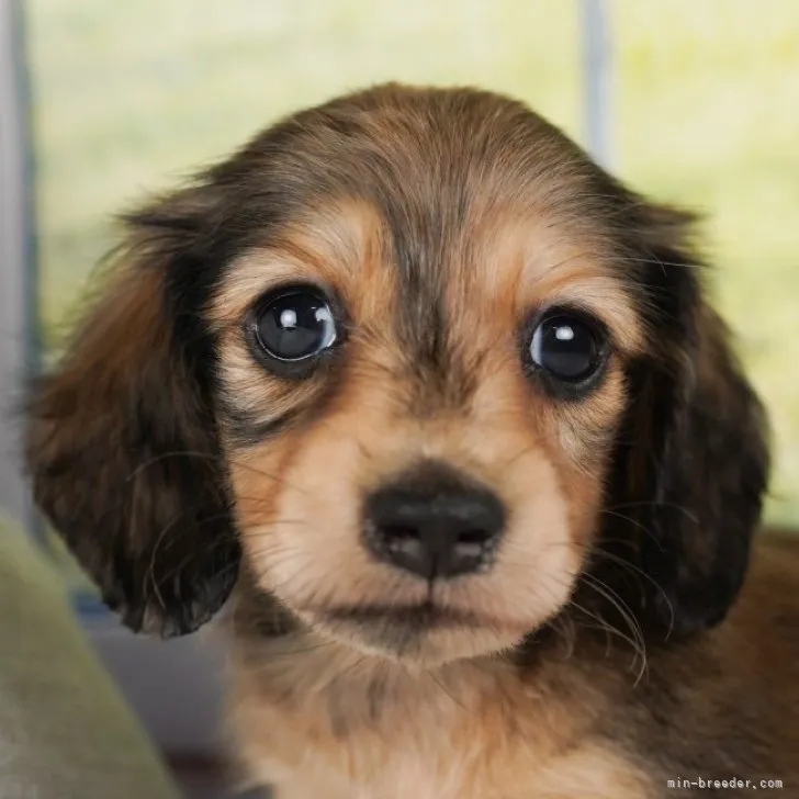 ID:2305-01751の子犬