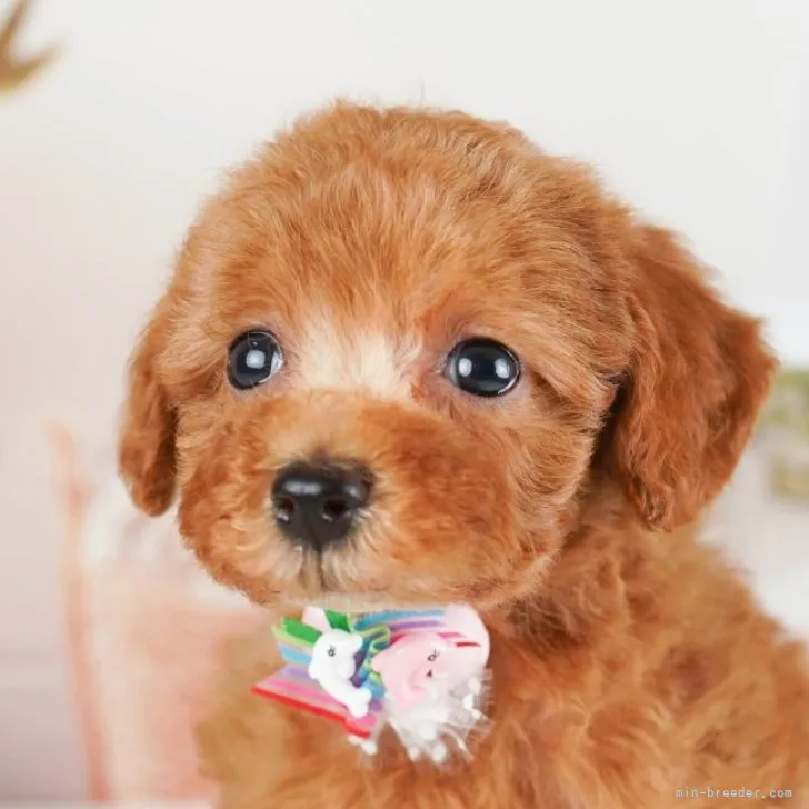 ID:2306-03064の子犬