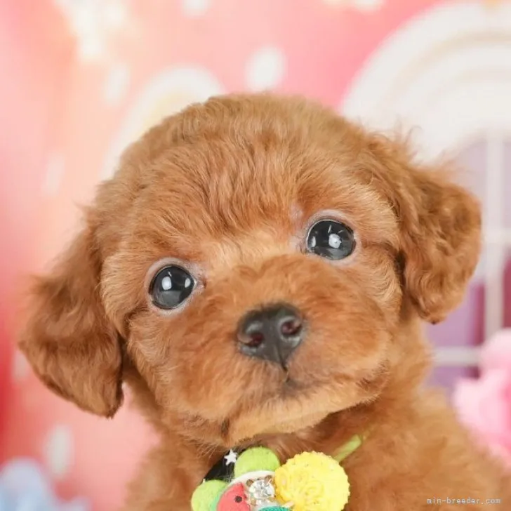 ID:2311-06877の子犬