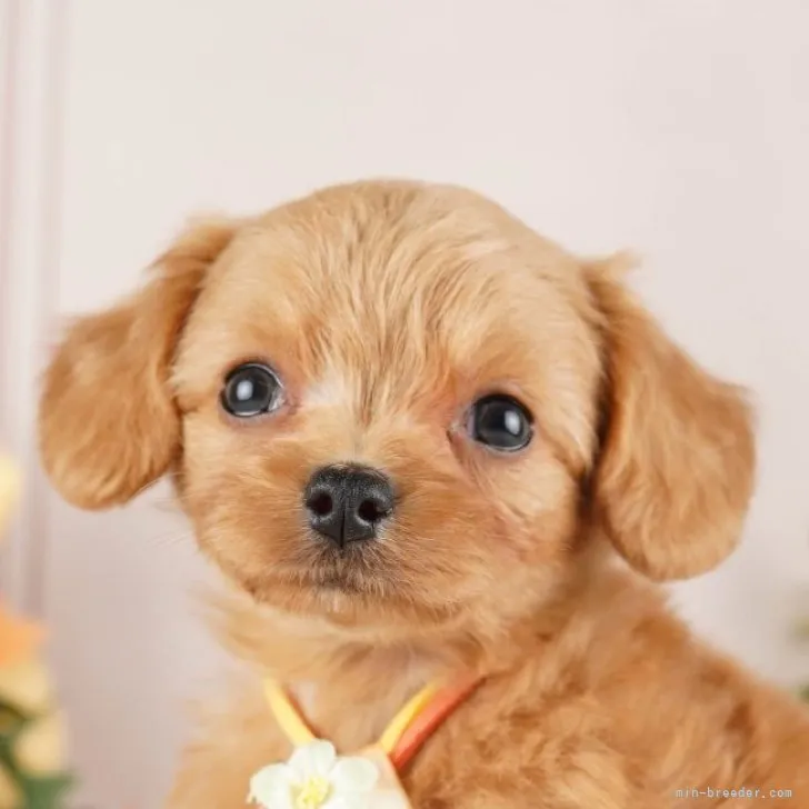 ID:2309-03053の子犬