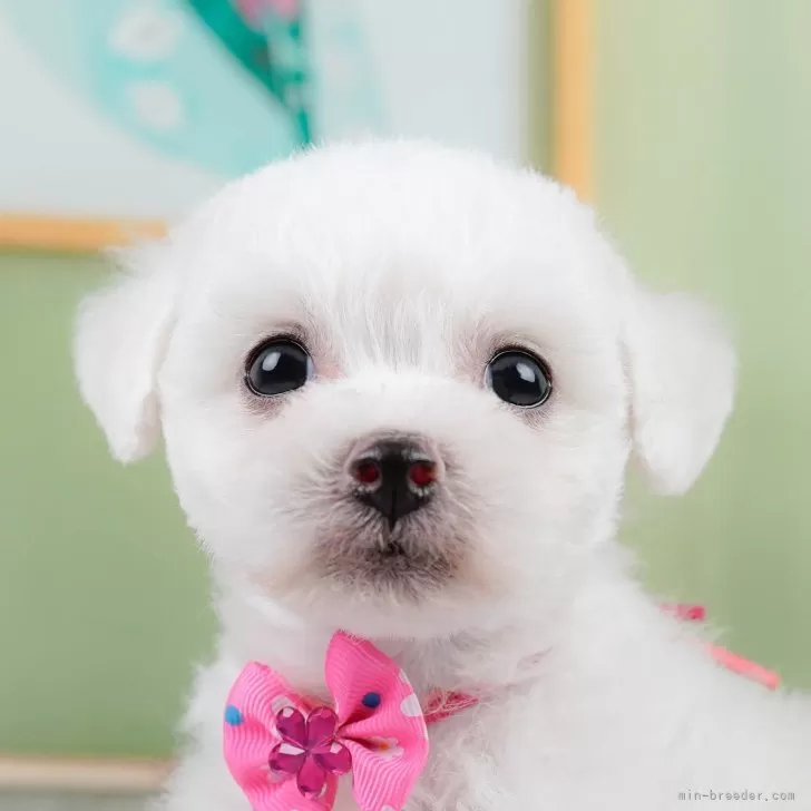 ID:2404-05439の子犬