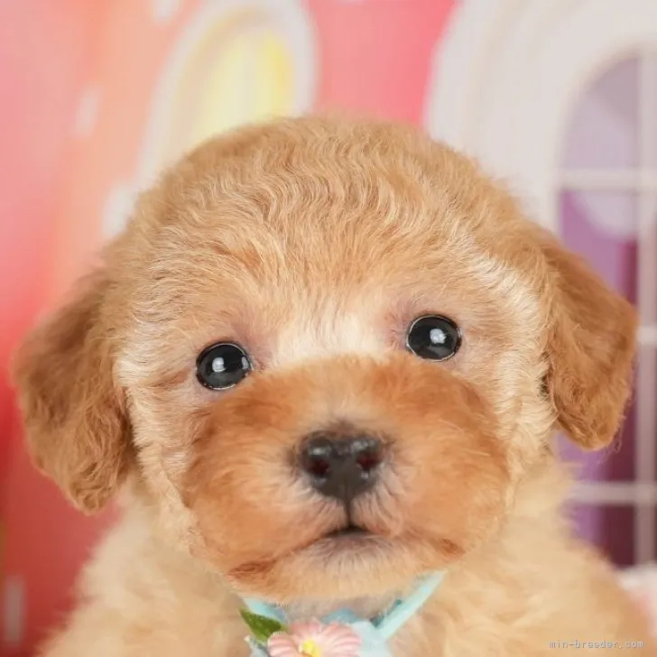 ID：2311-05301の子犬
