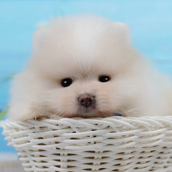 ID：2405-01680の子犬