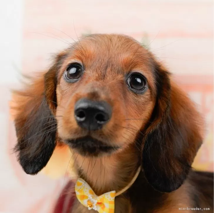 ID:2404-03197の子犬