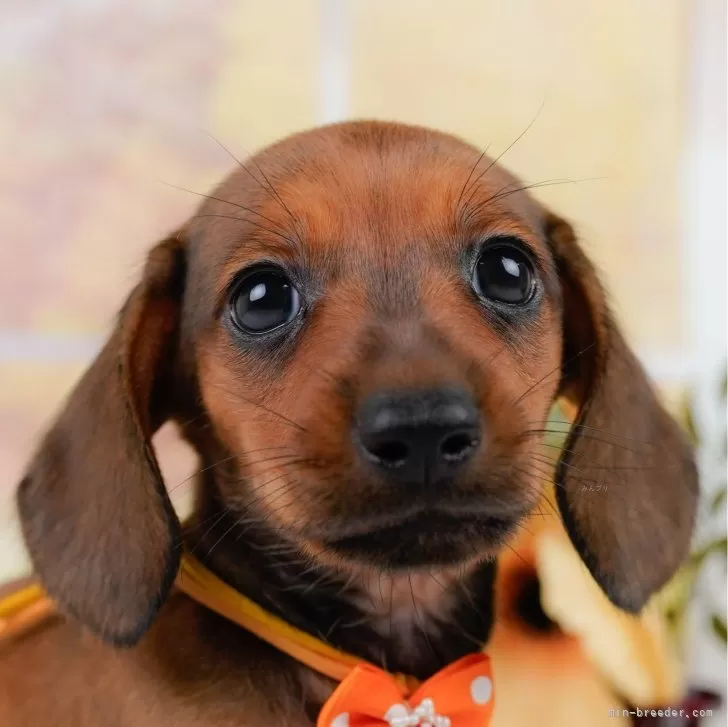 ID:2409-04811の子犬