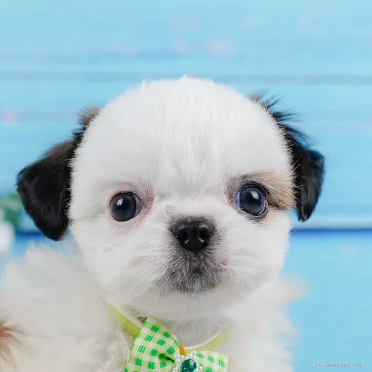 ID:2406-06374の子犬