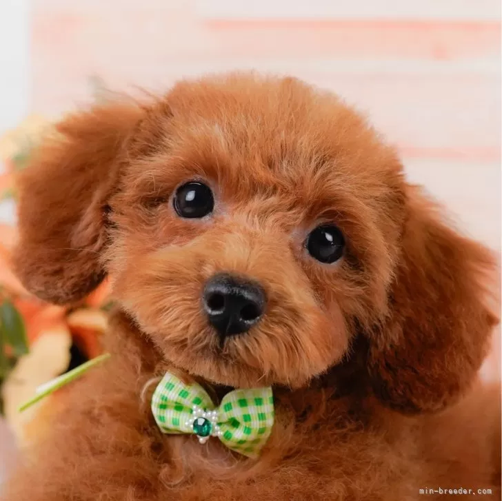 ID:2405-01706の子犬