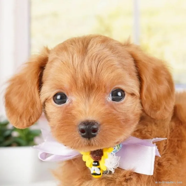 ID：2309-03076の子犬