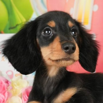 ミニチュアダックスフンド(ロング)【神奈川県・男の子・2023年8月22日・ブラックタン】の写真「狂犬病ワクチン接種済み💉すぐお散歩できます♡」