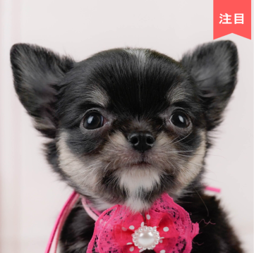チワワ(ロング)【神奈川県・女の子・2024年7月16日・ブラックタン&ホワイト】の写真「👑評価が高いブリーダーランキング日本1位獲得👑」