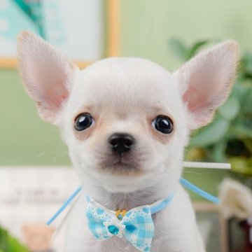 チワワ(スムース)【神奈川県・男の子・2024年5月10日・ホワイト】の写真「🐶7月20日(土)見学会開催🎉」