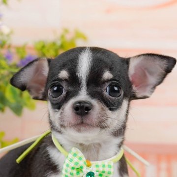 チワワ(スムース)【神奈川県・男の子・2024年4月26日・ブラックタンホワイト】の写真「👑2023年下半期アワード全国1位👑」