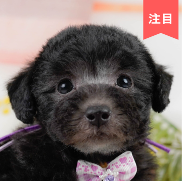 トイプードル(トイ)【神奈川県・女の子・2024年6月11日・シルバー】の写真「🐶見学会開催💕可愛いワンちゃんが大集合💓💓」