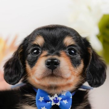 チワックス(チワワ×ダックスフンド)【神奈川県・男の子・2024年4月21日・ブラックタン】の写真「🐶6月15日見学会開催🎉」